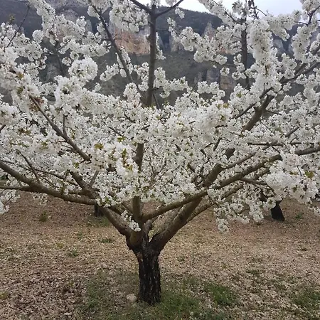 La Vigne Sur Les Hauteurs De *